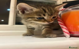 Mixed Breed cats for sale: 3 gorgeous boys mix breed - Image 11