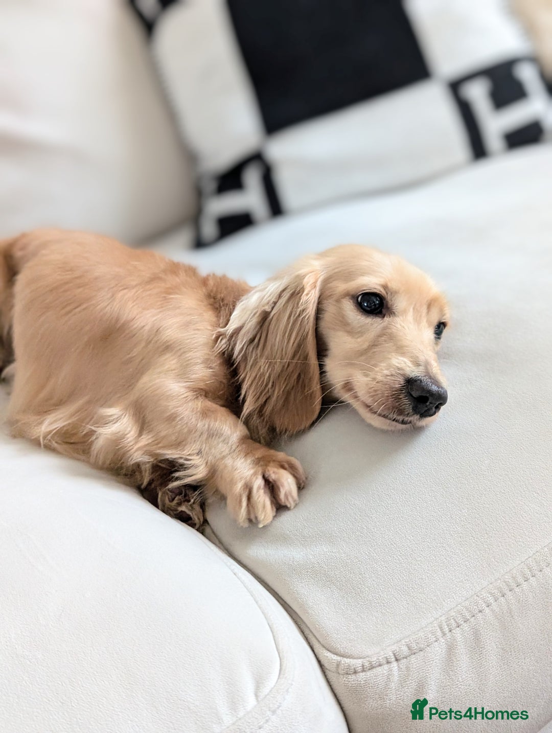 Miniature Dachshund dogs for sale: Leonard English cream longhaired  - Advert 4