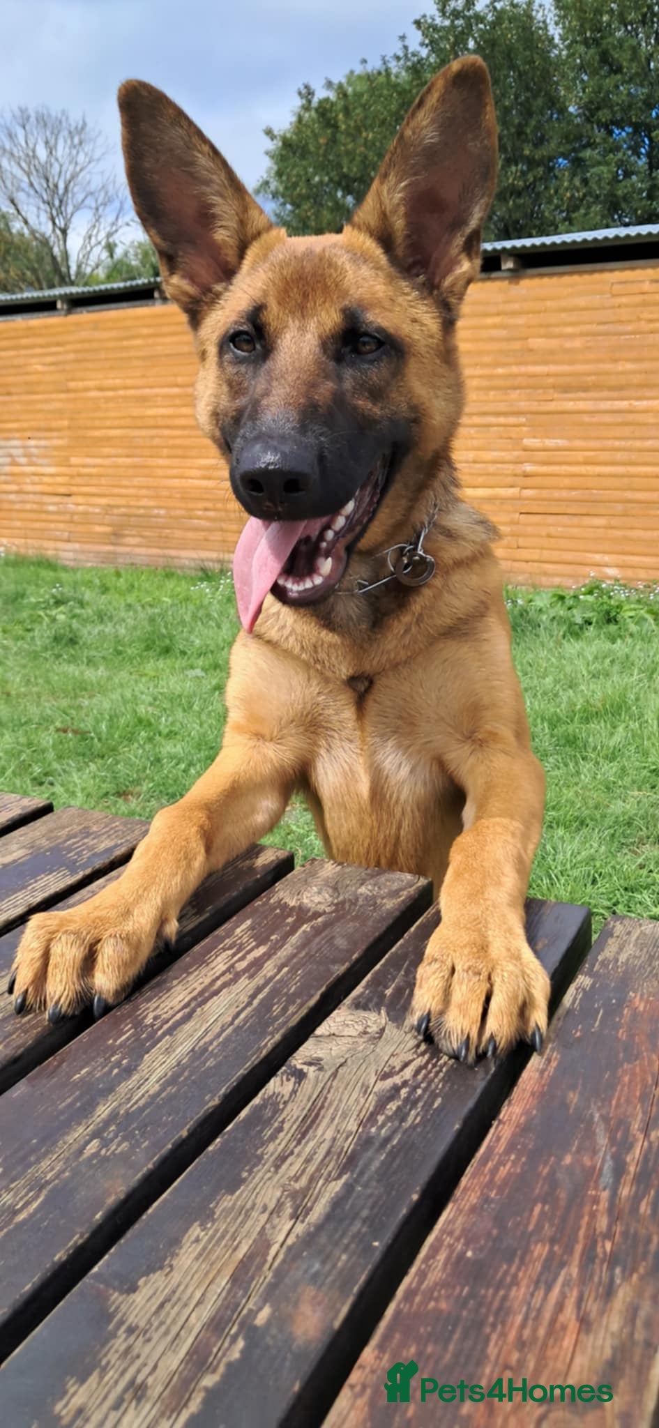 Belgian Shepherd Dog dogs Rehome begium Malinois x shepherd  - Advert 2