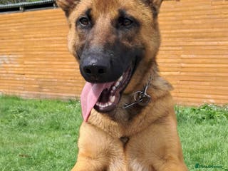 Belgian Shepherd Dog dogs Rehome begium Malinois x shepherd - Advert 2