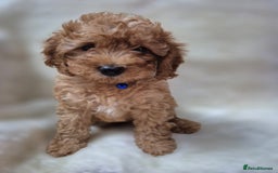 Cavapoo dogs for sale: WAITING LIST NOW OPEN FOR SUMMER 2026.  - Image 19