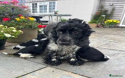 Cocker Spaniel dogs for sale: Show Type Cocker Spaniel pups  - Image 11