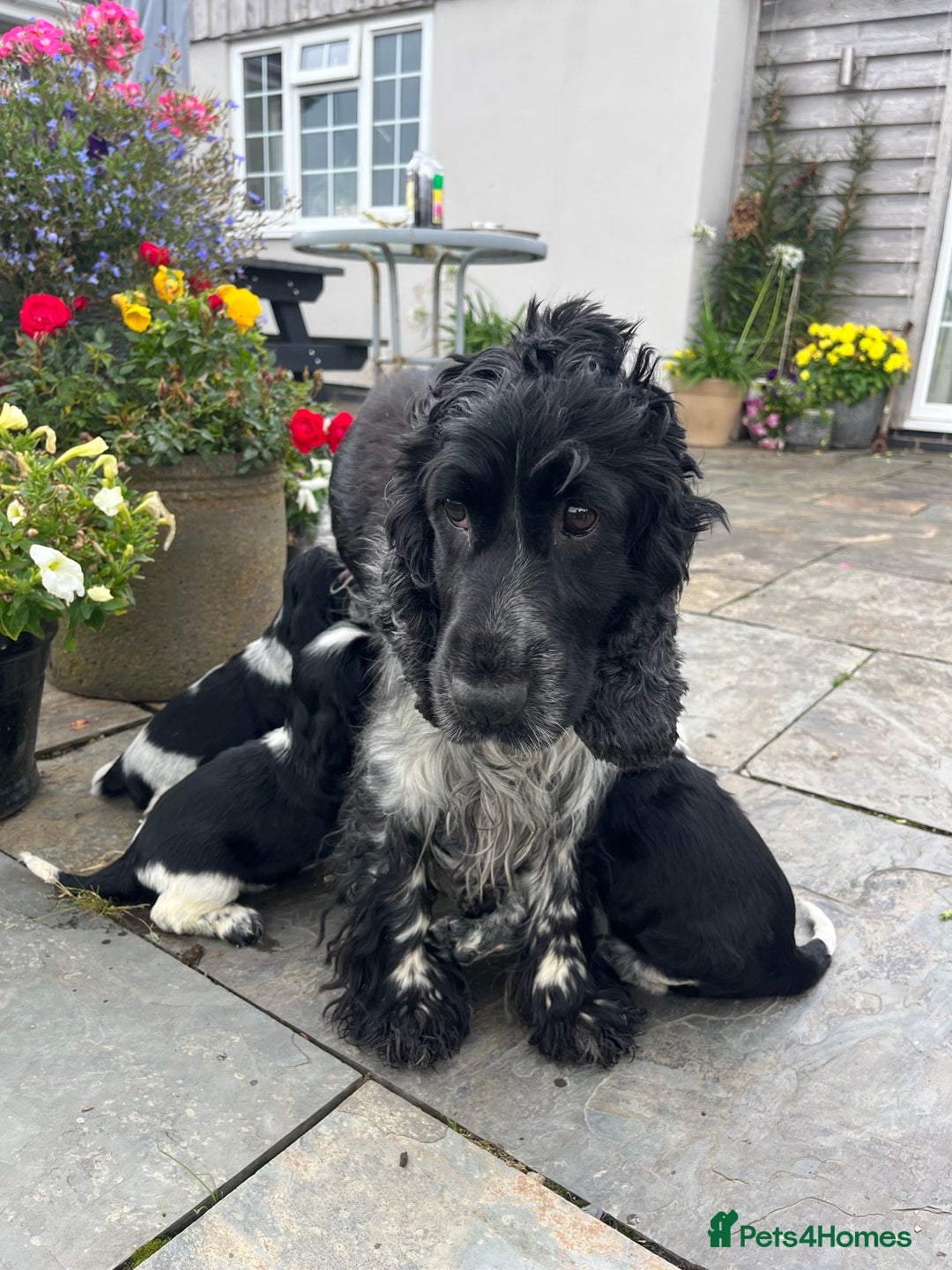 Cocker Spaniel dogs for sale: Show Type Cocker Spaniel pups  - Image 11