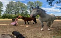 Dartmoor horses for sale: Edie  - Image 5