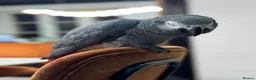 Parrots birds for sale: Tame&talking African grey parrot  - Advert 2