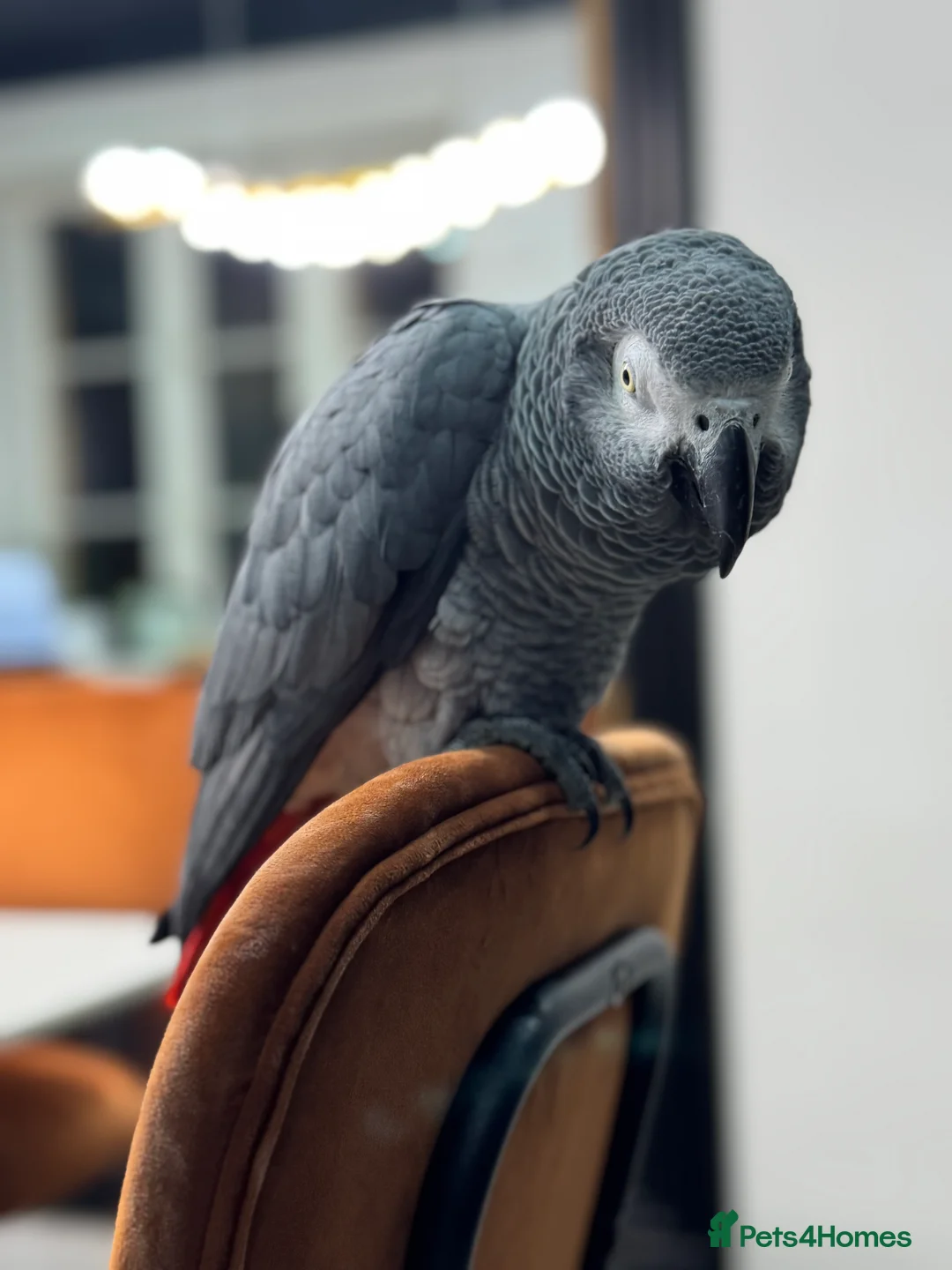 Parrots birds for sale: Tame&talking African grey parrot  - Advert 2