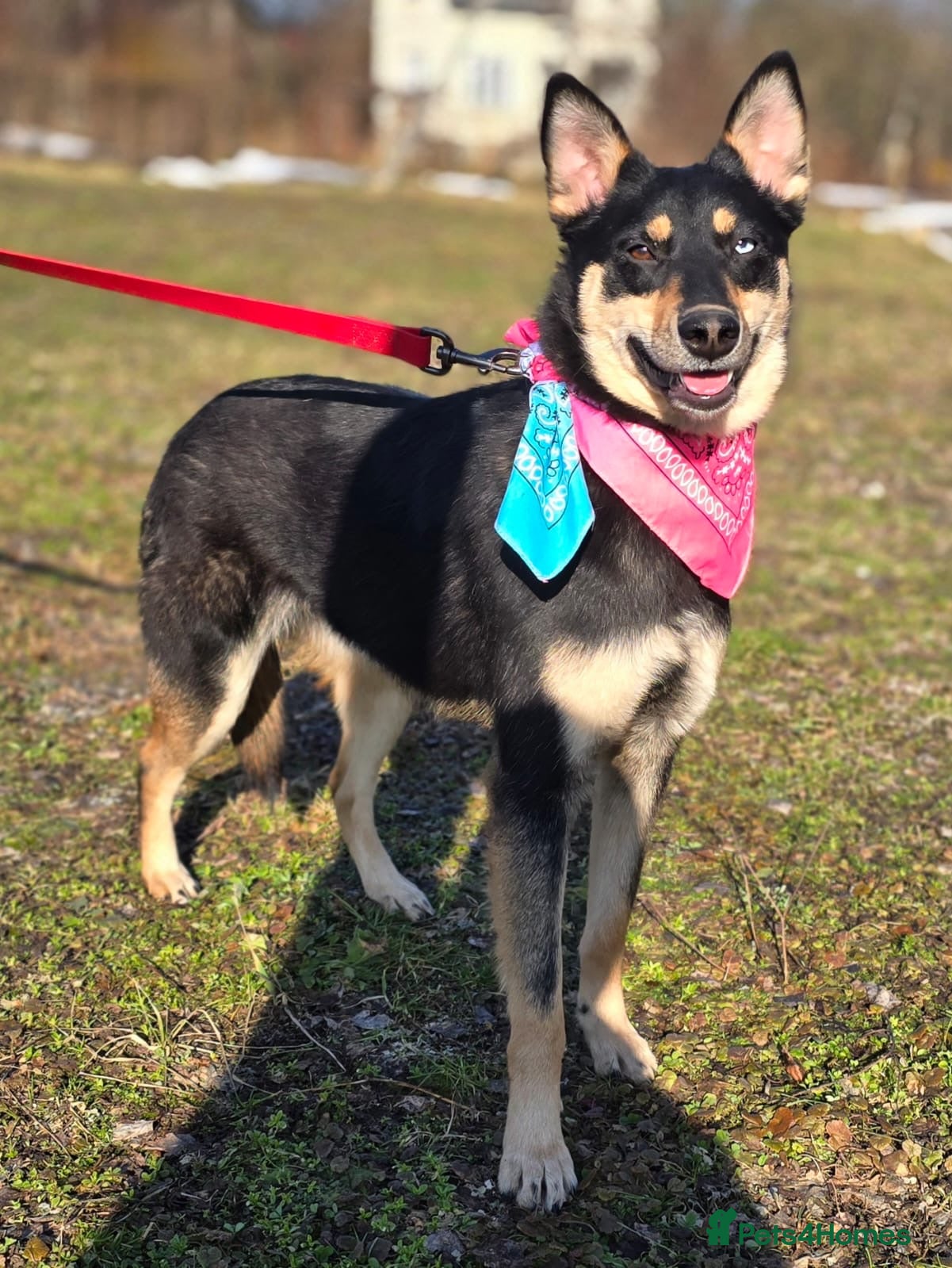 Mixed Breed dogs ❤️🐶 CHLOE – THE KIND OF DOG EVERYONE DREAMS OF - Advert 1