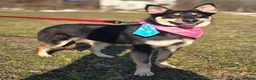 Mixed Breed dogs for adoption: ❤️🐶 CHLOE – THE KIND OF DOG EVERYONE DREAMS OF in Swindon - Advert 1