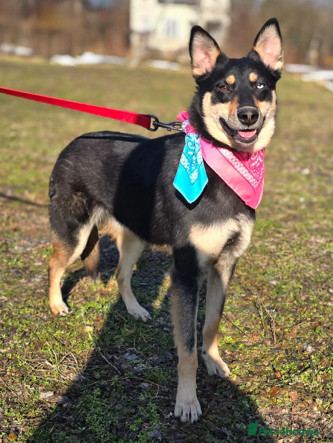 Mixed Breed dogs for adoption: ❤️🐶 CHLOE – THE KIND OF DOG EVERYONE DREAMS OF in Swindon - Advert 1