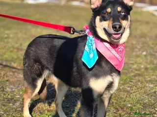 Mixed Breed dogs ❤️🐶 CHLOE – THE KIND OF DOG EVERYONE DREAMS OF - Advert 1