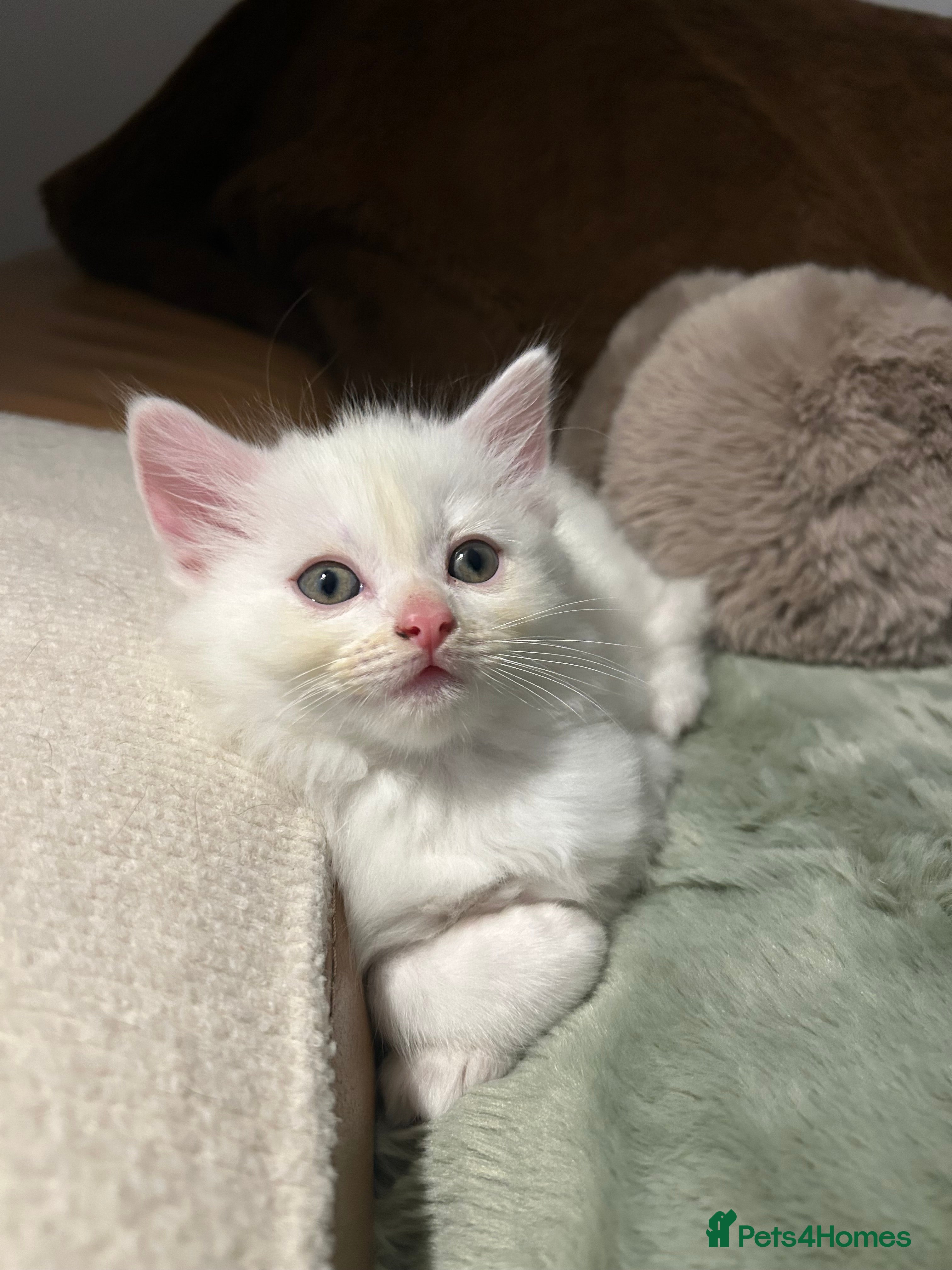 Ragdoll cats RUSSIAN DOLL kittens  - Advert 14