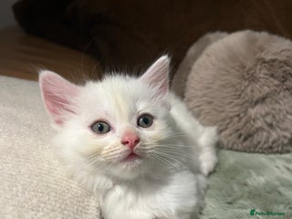 Ragdoll cats RUSSIAN DOLL kittens - Advert 14