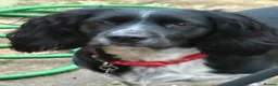Sprocker dogs for sale: Sprocker puppies  - Advert 10