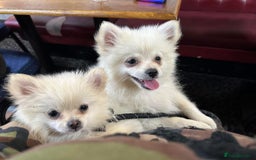 Pomchi dogs for sale: Prince  - Image 4