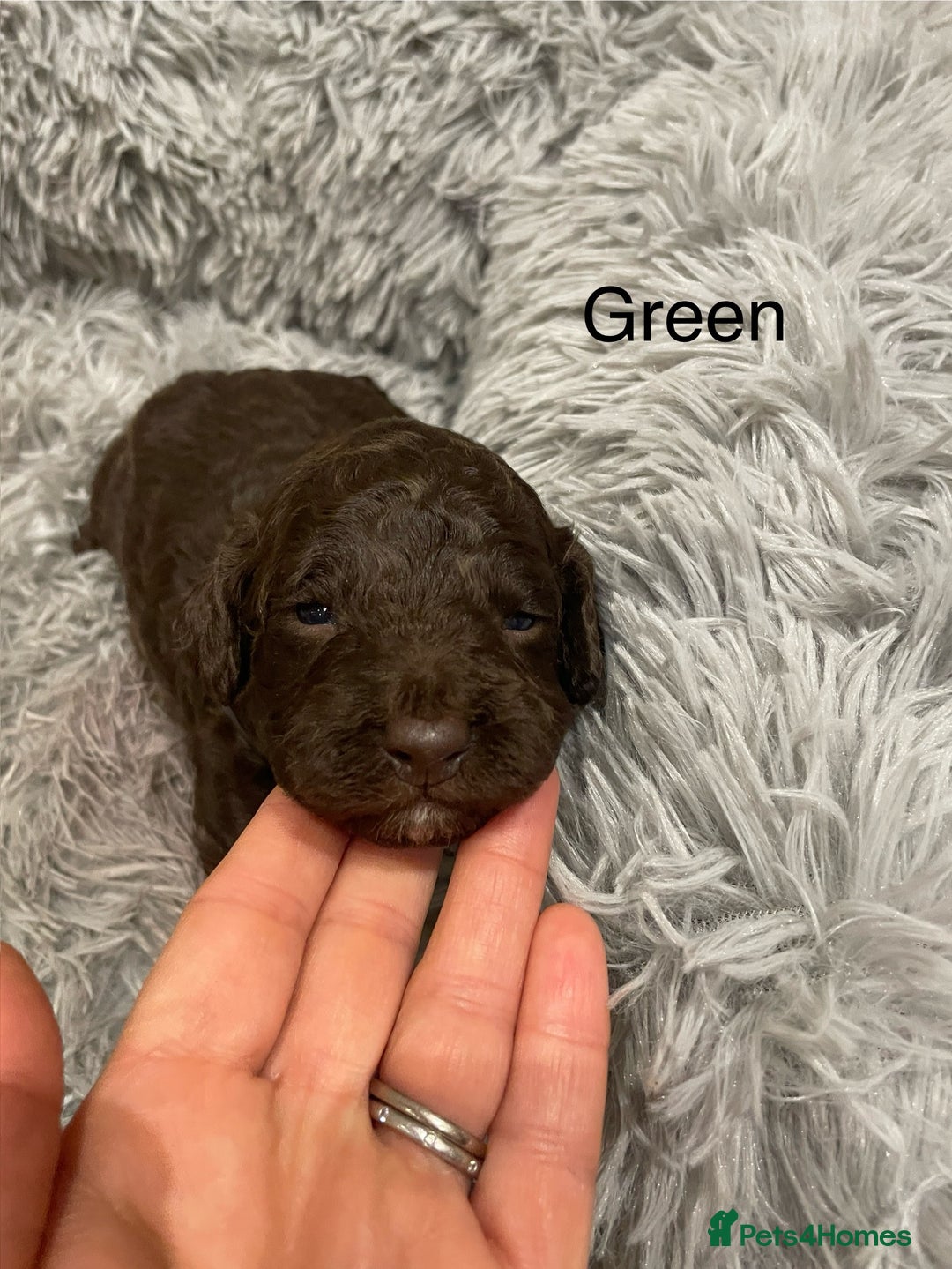 Cockapoo dogs for sale: Cockapoo genetic & health 5⭐️ Chocolate apricot - Image 4