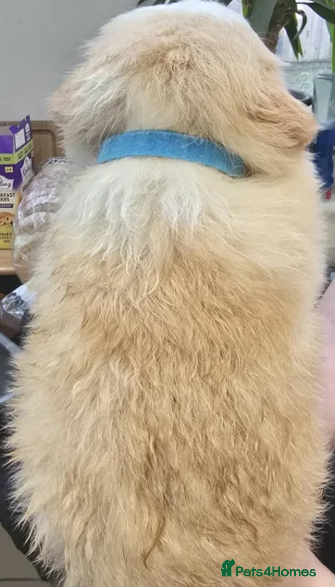 Border Collie dogs for sale: Perfect for Active Homes-Brilliant Border Collies - Advert 14