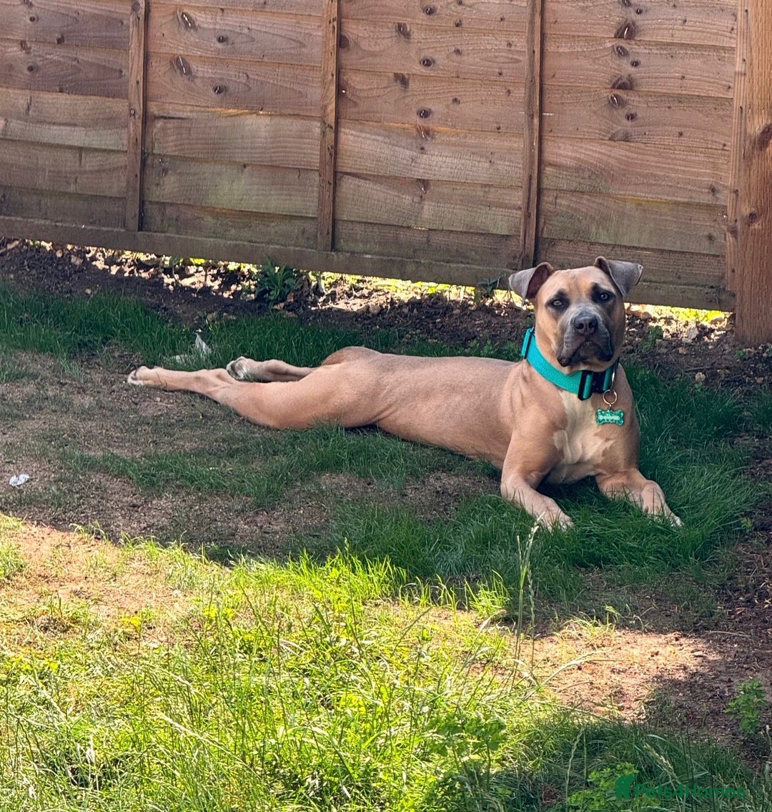 Mixed Breed dogs for sale: 🐾 BONNIE – LARGE BREED EXPERIENCE HOME NEEDED 🐾 - Advert 15