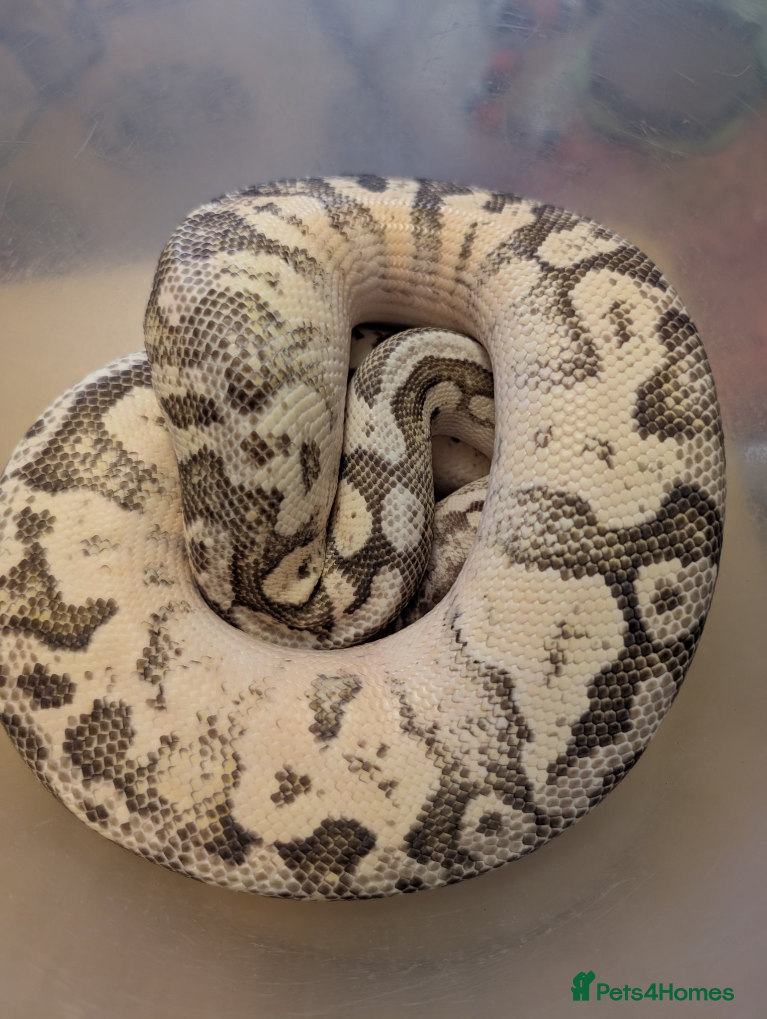 Python Snake reptiles Royal pythons - Advert 7