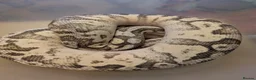 Python Snake reptiles for sale: Royal pythons - Advert 1