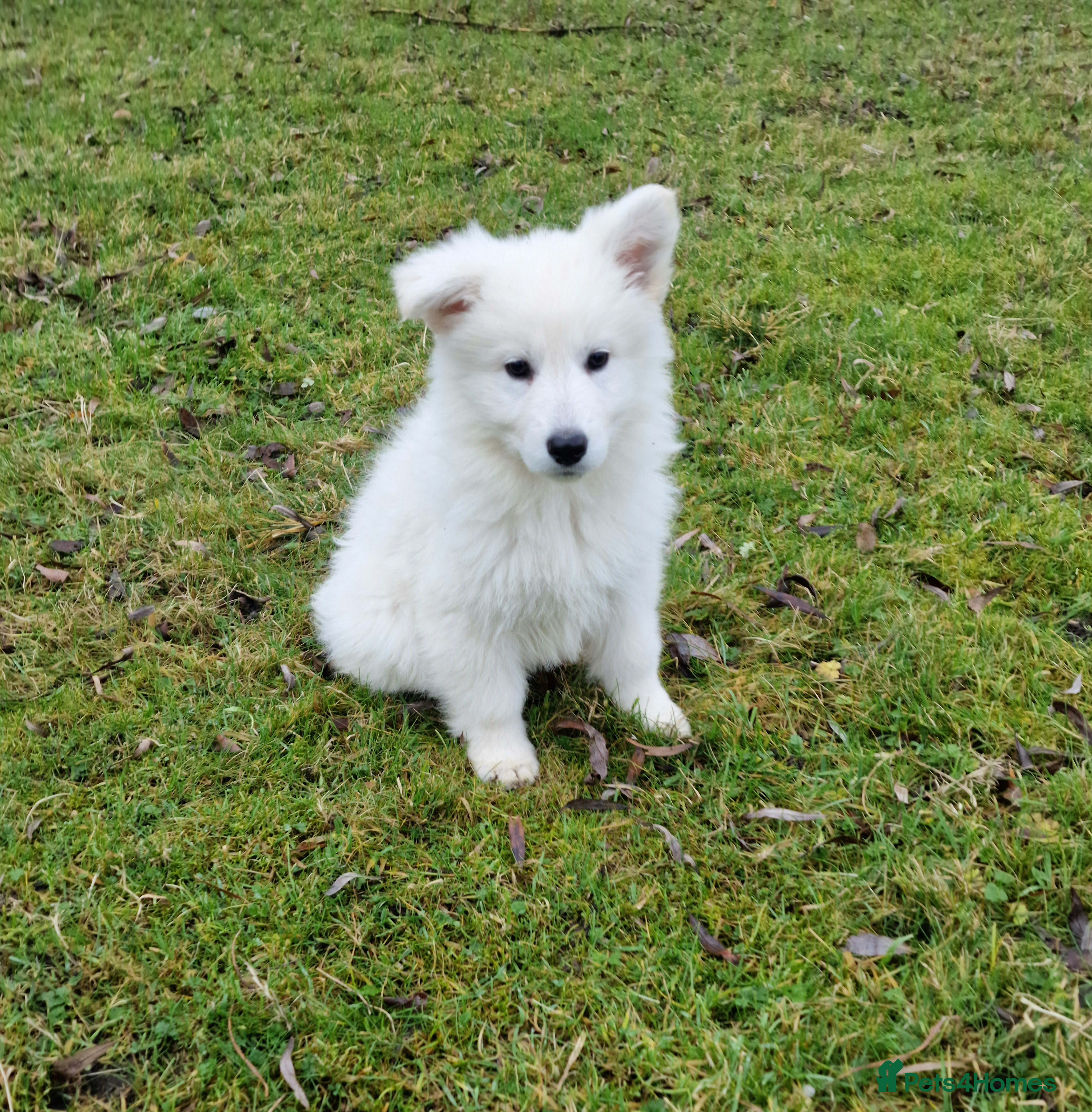 German Shepherd dogs Ready to Leave beautiful KC White Shepherd Puppies - Advert 6