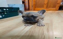 French Bulldog dogs for sale: Unique and Beautiful French bulldogs puppies  - Image 13