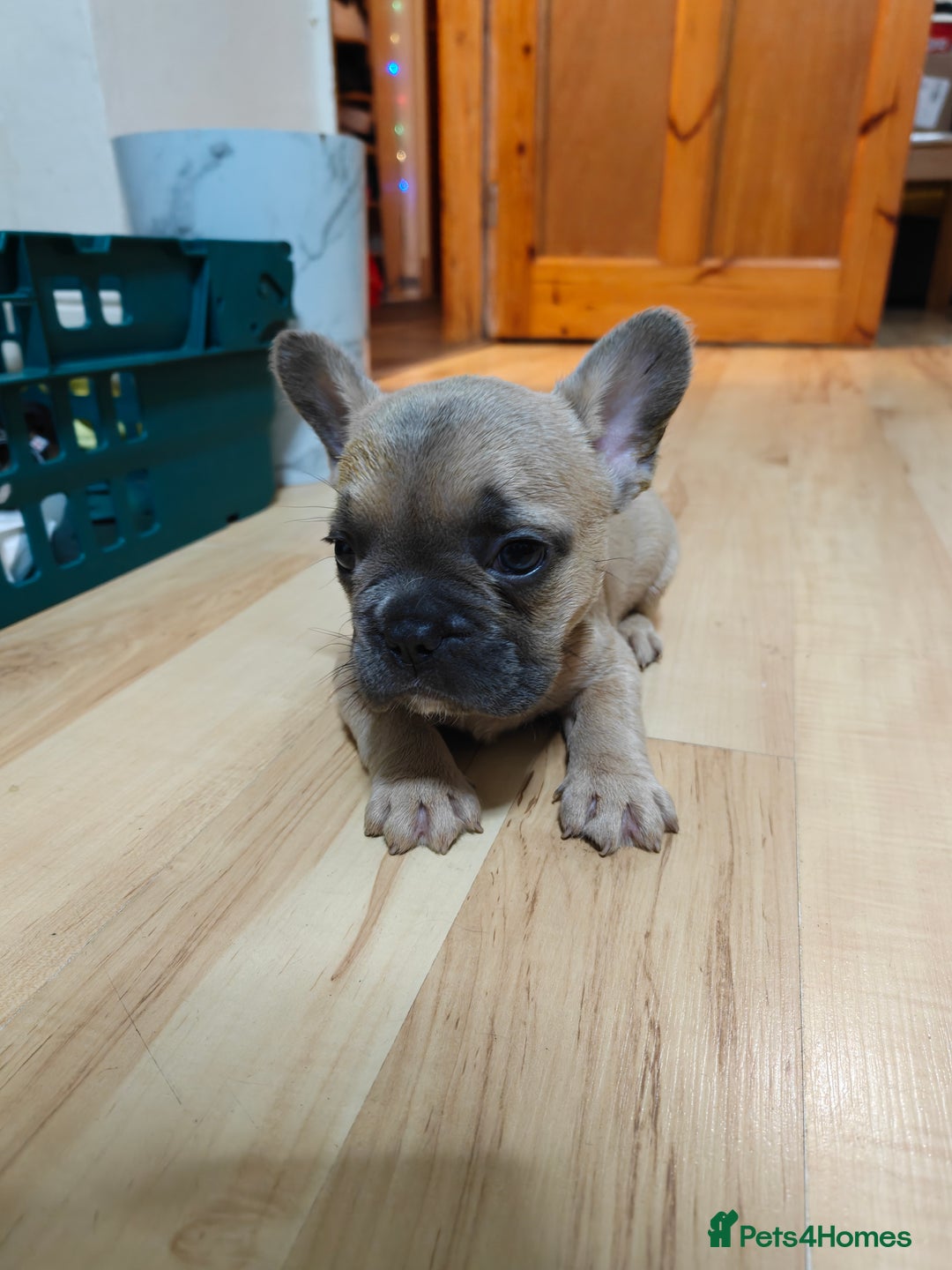 French Bulldog dogs for sale: Unique and Beautiful French bulldogs puppies  - Image 13