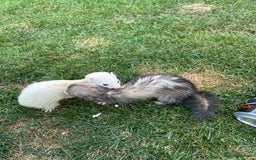 Ferret rodents for sale: Micro Ferrets for sale adult - Image 6