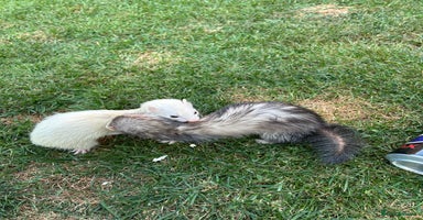 Ferret rodents - Advert 4