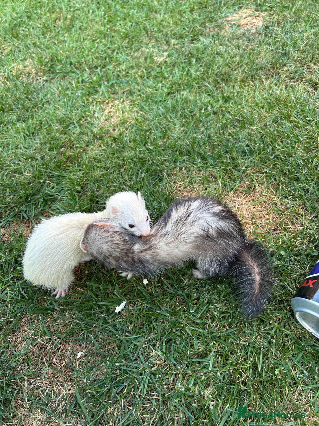 Ferret rodents for sale: Micro Ferrets for sale adult - Image 6