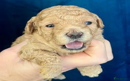 Toy Poodle dogs for sale: KC Toy Poodle Puppies - Image 23