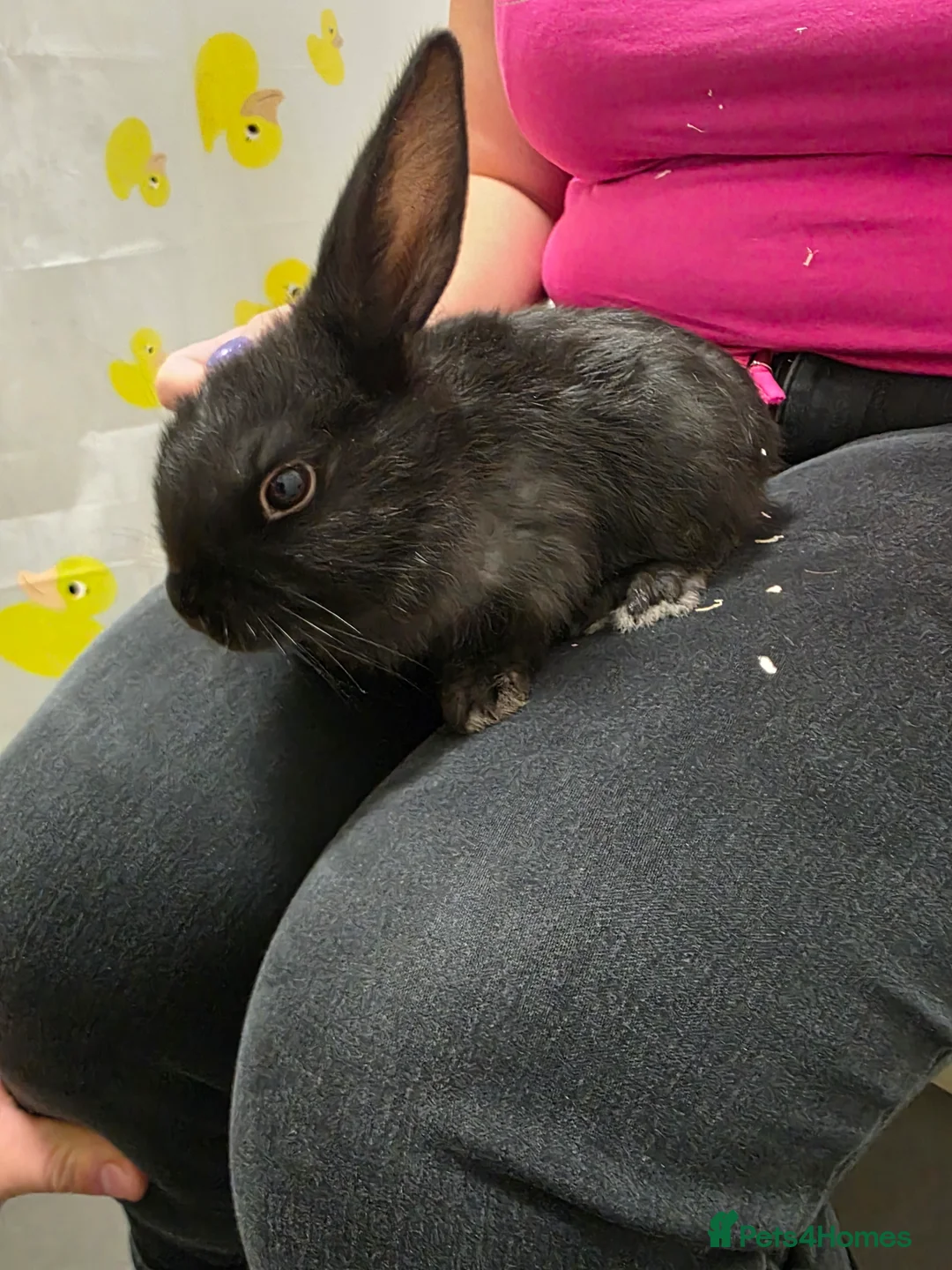 Mixed Breed rabbits for sale: Rabbits in Coventry - Advert 4