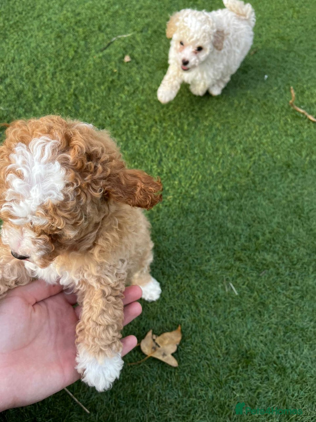 Cavapoo dogs for sale: Beautiful cavapoo puppies  - Image 26