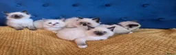 Ragdoll cats for sale: Registered Ragdoll Kittens  - Advert 1