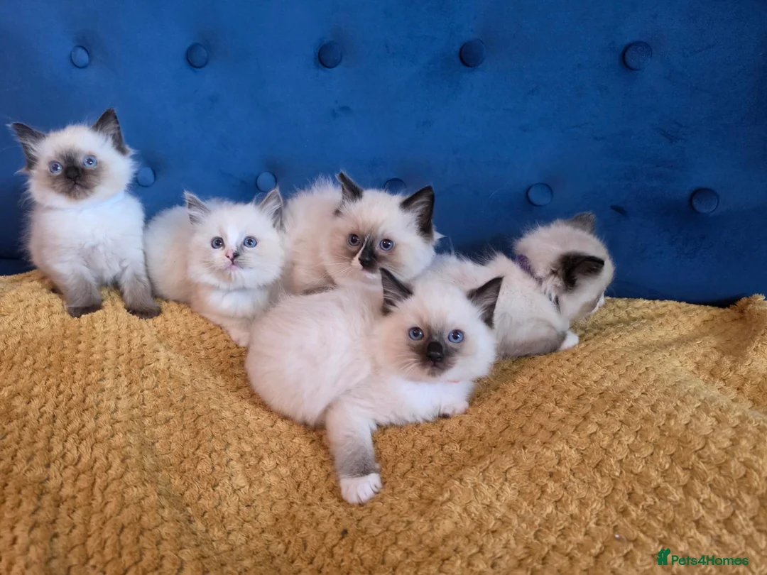 Ragdoll cats for sale: Registered Ragdoll Kittens  - Advert 1