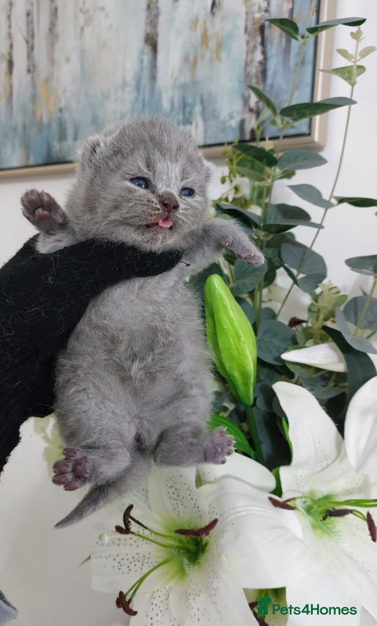 British Shorthair cats 🏆❤️‍🔥IMPECCABLE LAST BABY🌟CHAMPIONS🏆🐻🐾 - Advert 1