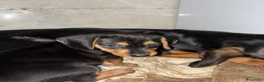 Dachshund 5