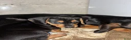 Dachshund dogs for sale: 5 beautiful puppies for sale - Advert 14