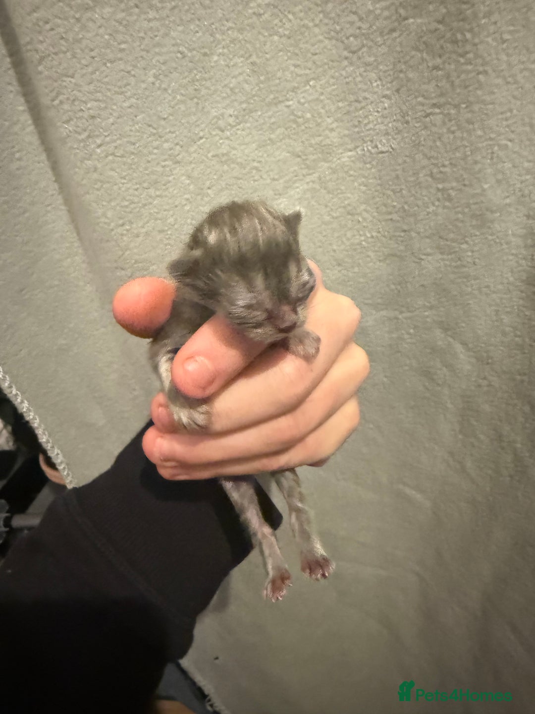 Mixed Breed cats for sale: Mainecoon cross kittens 3 boys remaingng  - Advert 6