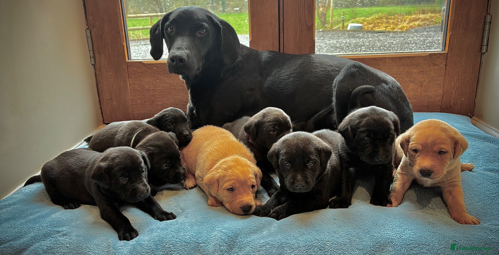 Labrador Retriever dogs Beautiful KC Registered Labrador Puppies - Advert 1
