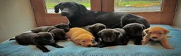 Labrador Retriever dogs for sale: Beautiful KC Registered Labrador Puppies - Advert 1