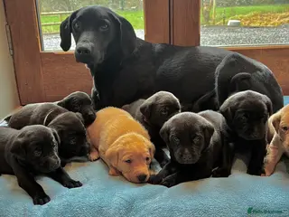 Labrador Retriever dogs Beautiful KC Registered Labrador Puppies - Advert 1