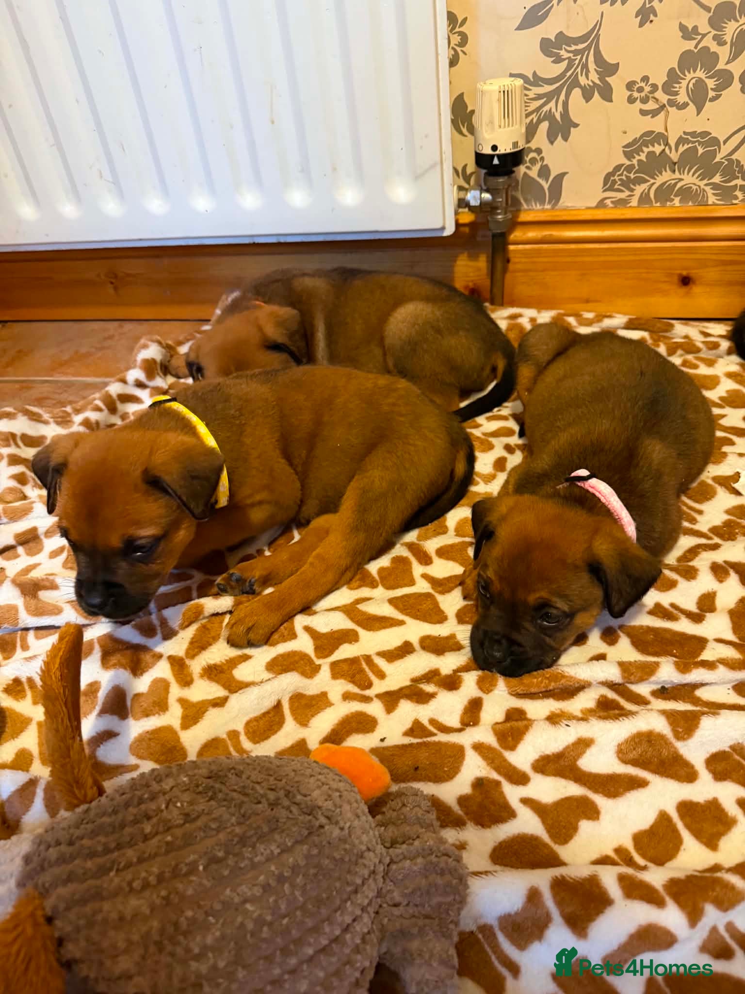 Boxweiler dogs for sale: Boxweiler pups in Omagh - Advert 9