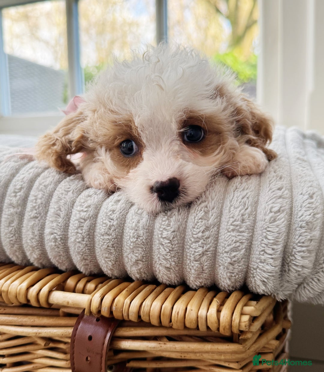 Cavapoochon dogs for sale: Cavapoochon puppies ready to leave 23 December  - Advert 12