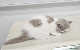 British Shorthair cats for sale: Lilac & White Harlequin Active Boy - Image 7