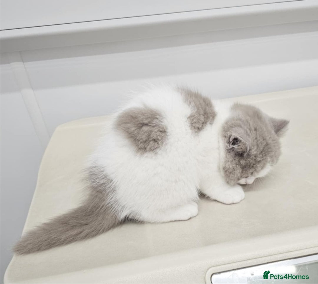 British Shorthair cats for sale: Lilac & White Harlequin Active Boy - Image 7