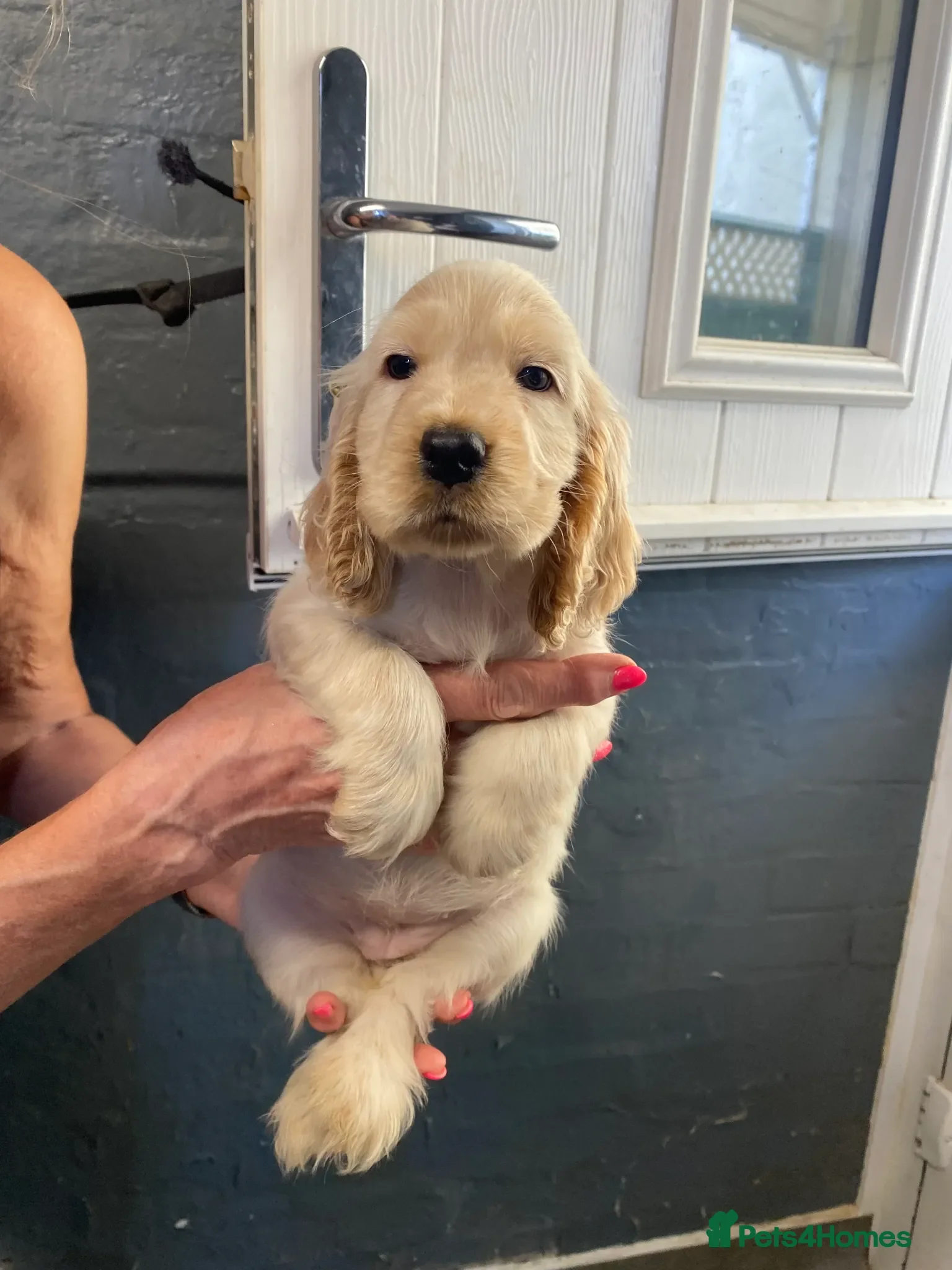 Cocker Spaniel dogs Cocker Spaniel Puppies For Sale - Advert 1