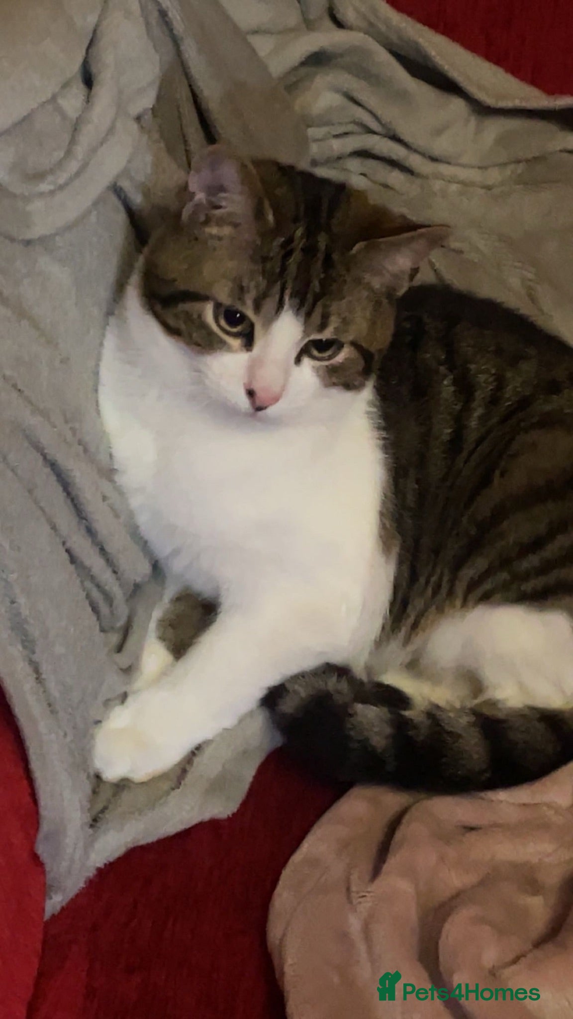 Domestic Shorthair cats Cat Domestic shorthair  - Advert 1