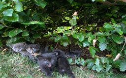 Mixed Breed cats for sale: FREE TO A GOOD HOME! adorable kittens for sale - Image 12