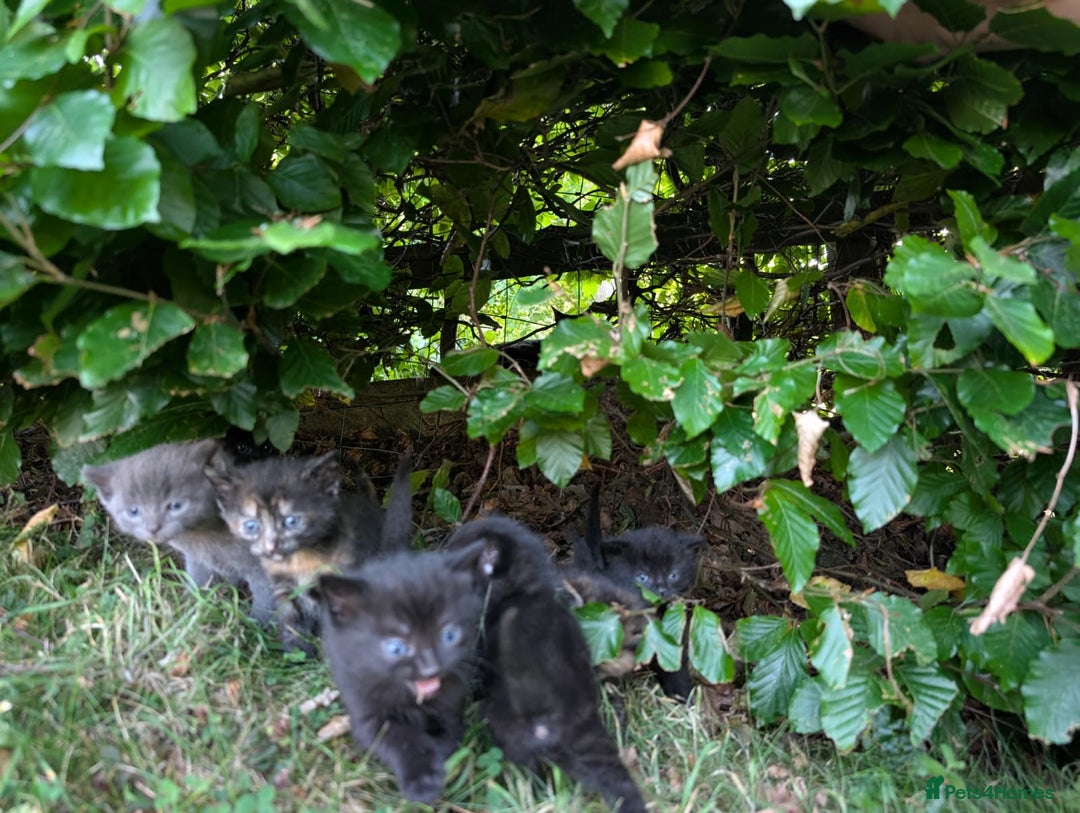 Mixed Breed cats for sale: FREE TO A GOOD HOME! adorable kittens for sale - Image 12