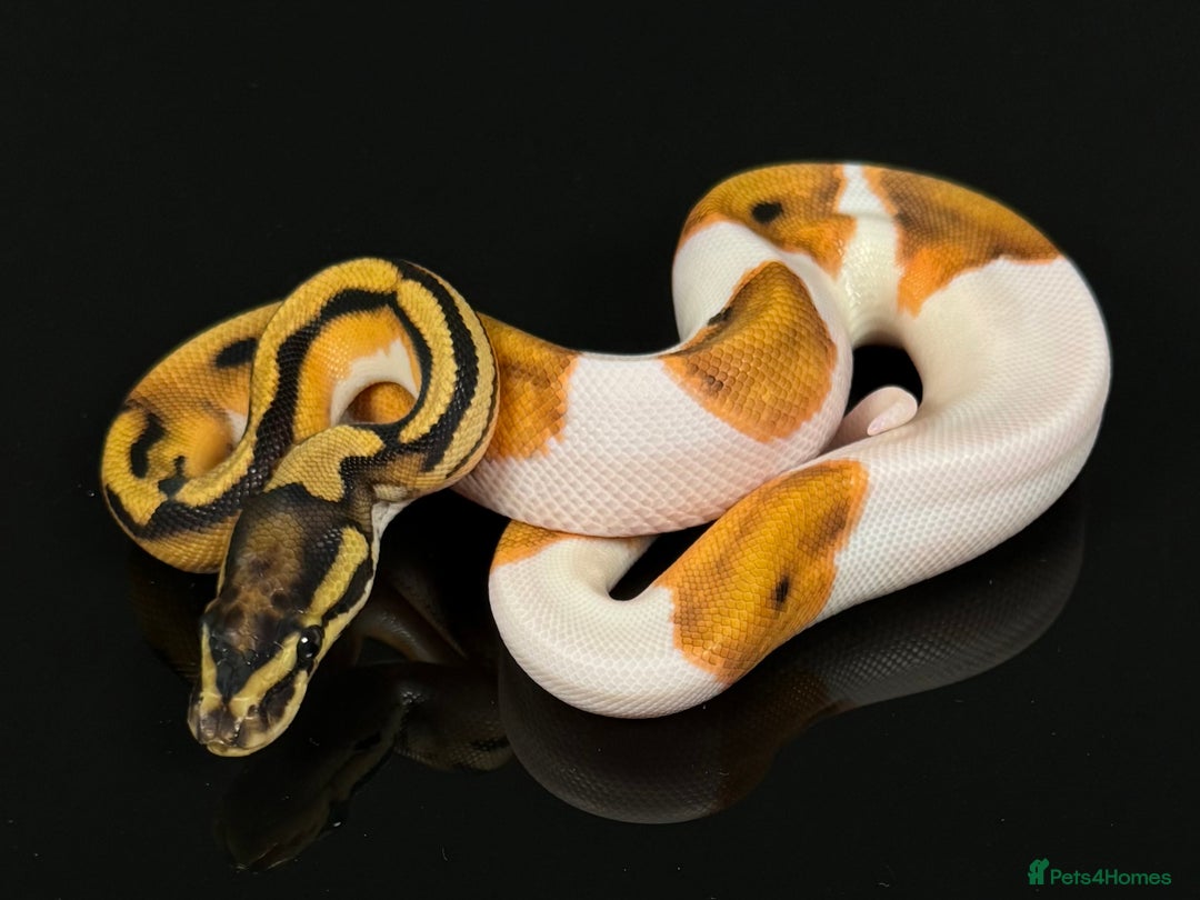 Python Snake reptiles for sale: Royal pythons  - Image 26